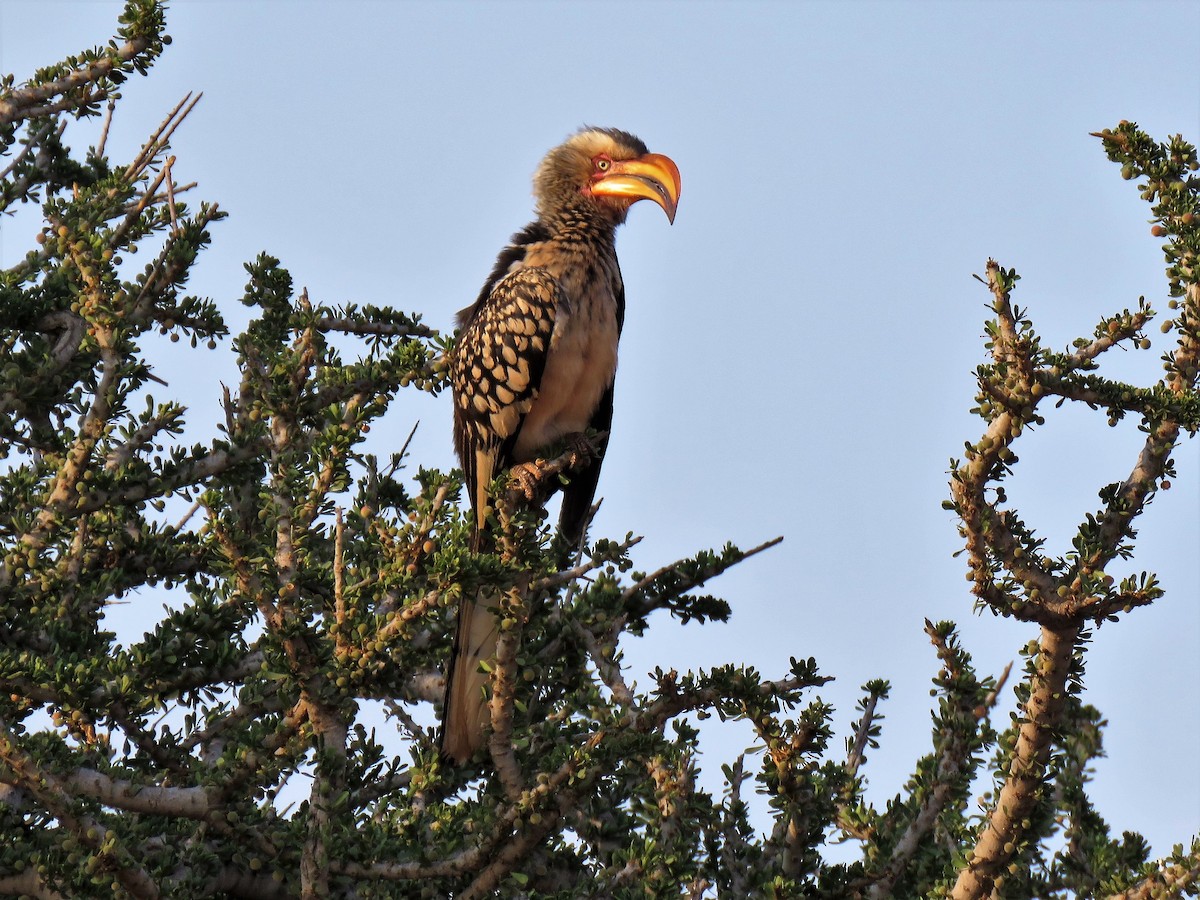 Southern Red-billed Hornbill - ML640202670