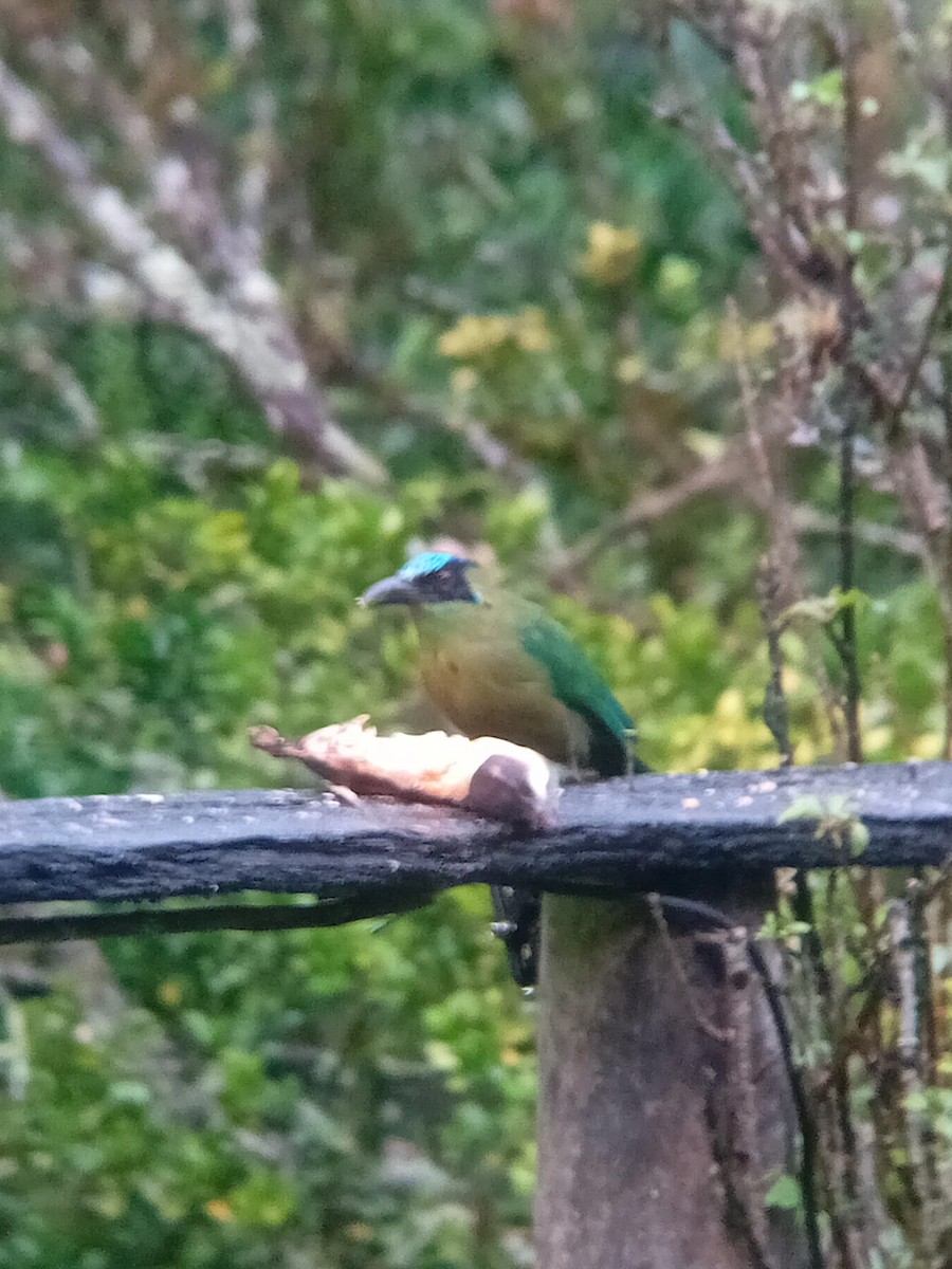 Motmot d'Équateur - ML640202689