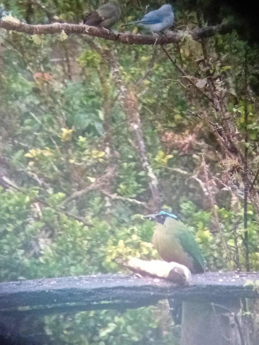 Motmot d'Équateur - ML640202692