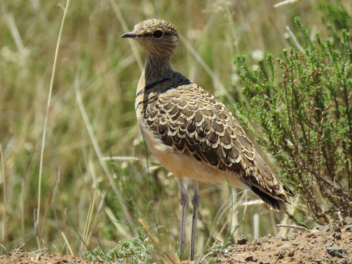 Double-banded Courser - ML640202747