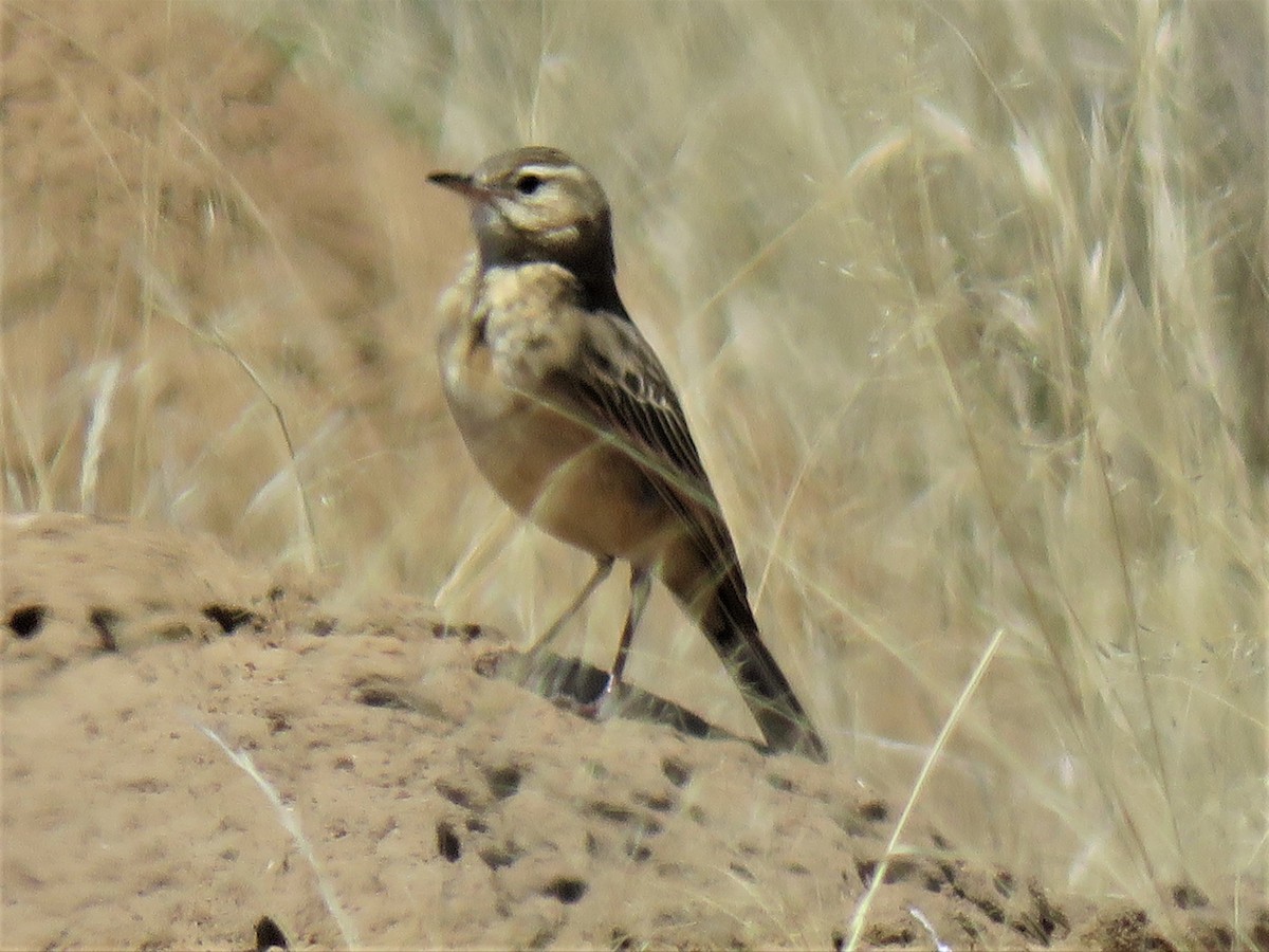 Buffy Pipit - ML640202764