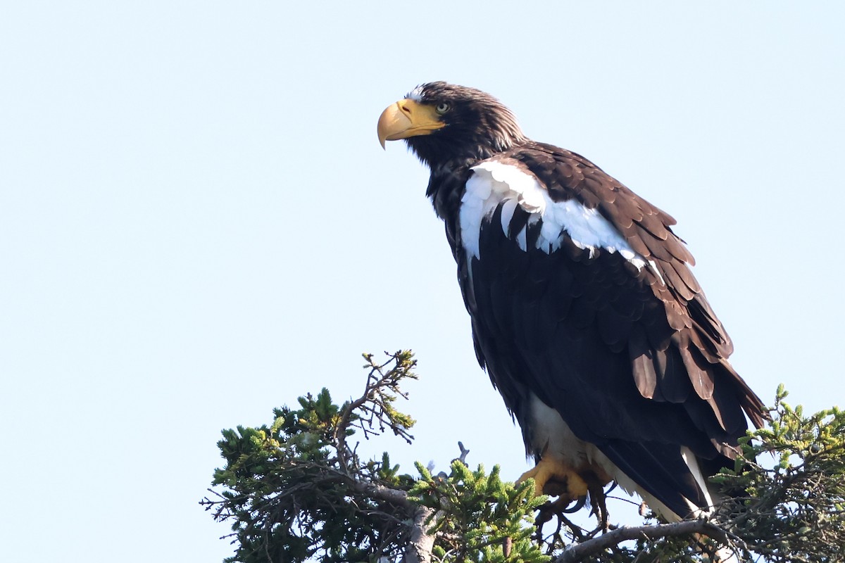 Steller's Sea-Eagle - ML640202777