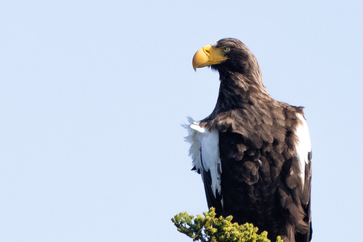 Steller's Sea-Eagle - ML640202778