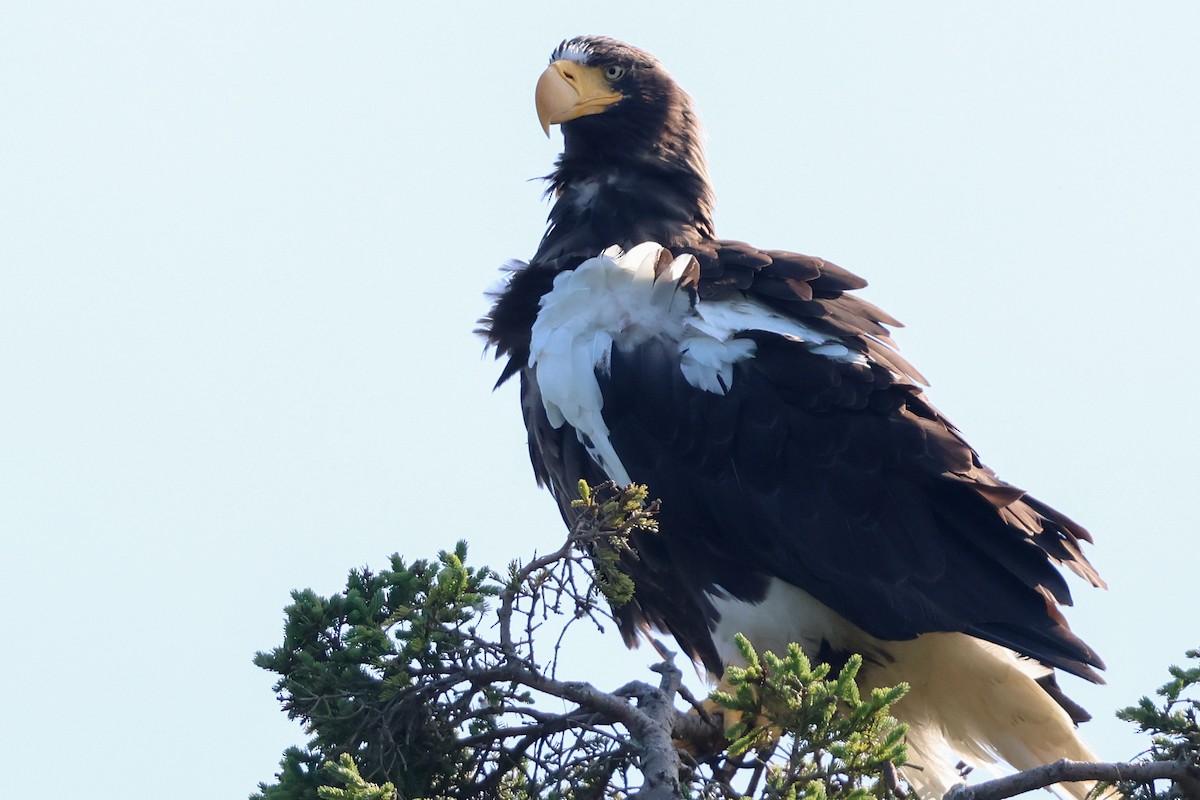 Steller's Sea-Eagle - ML640202780