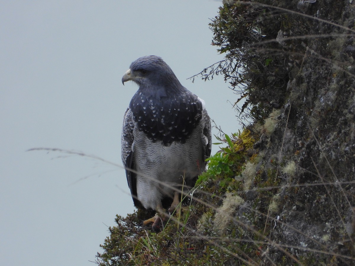 Black-chested Buzzard-Eagle - ML640202807