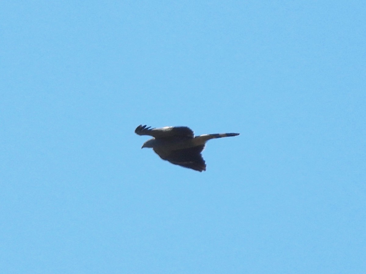 Crane Hawk - ML640202921