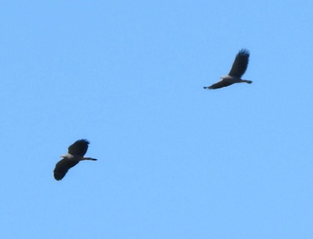 Crane Hawk - ML640202922