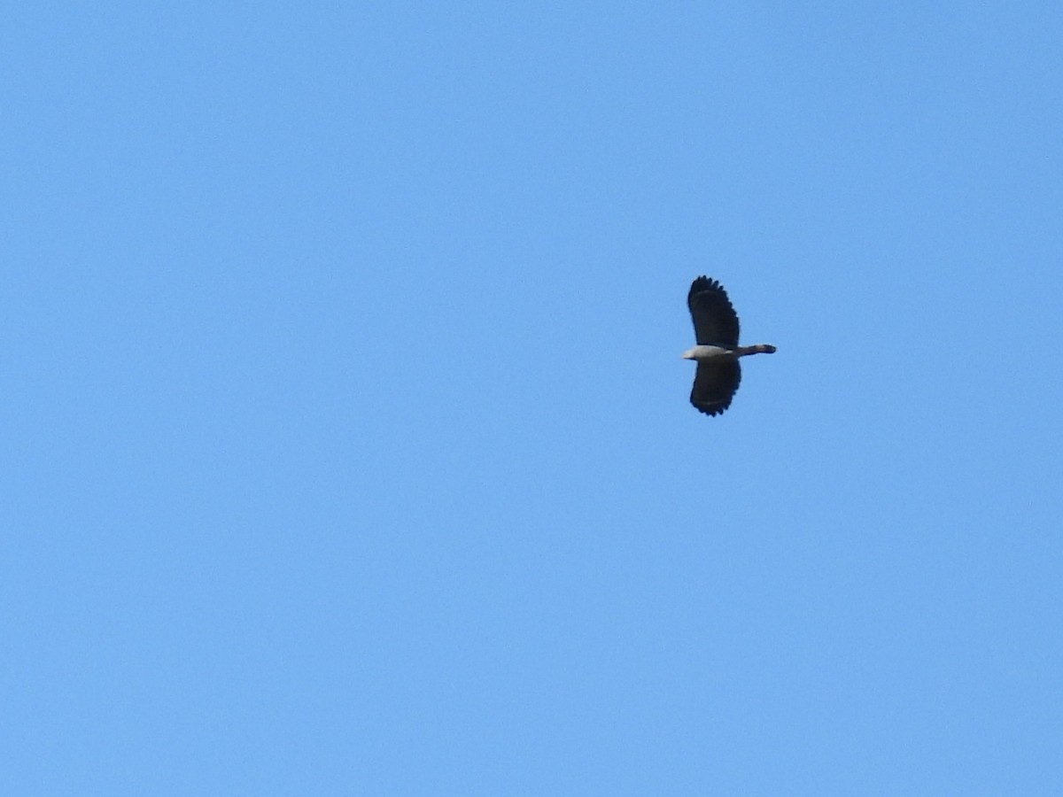 Crane Hawk - ML640202923