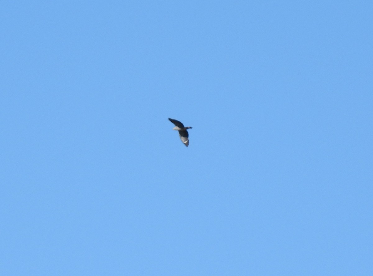 Crane Hawk - ML640202924