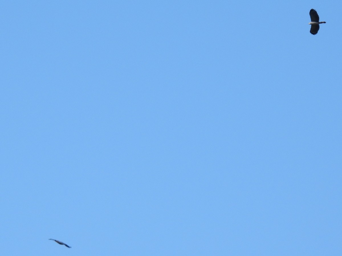 Crane Hawk - ML640202926