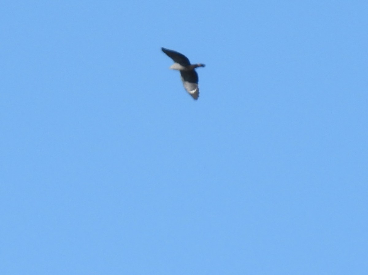 Crane Hawk - ML640202928