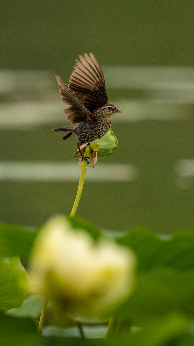 Red-winged Blackbird - ML640202931