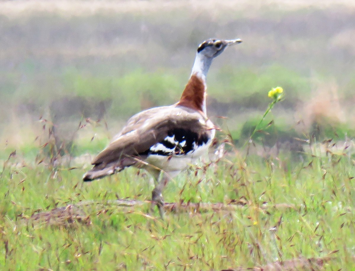 Denham's Bustard - ML640202933