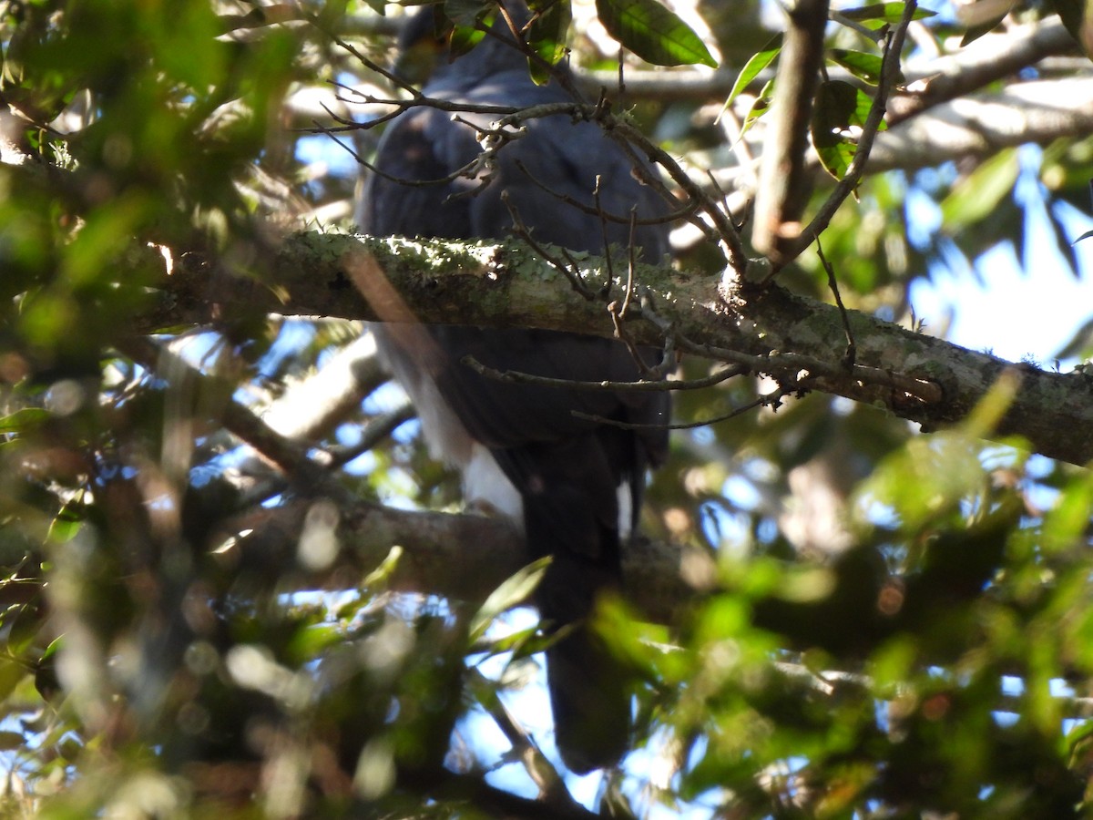 Bicolored Hawk - ML640202975