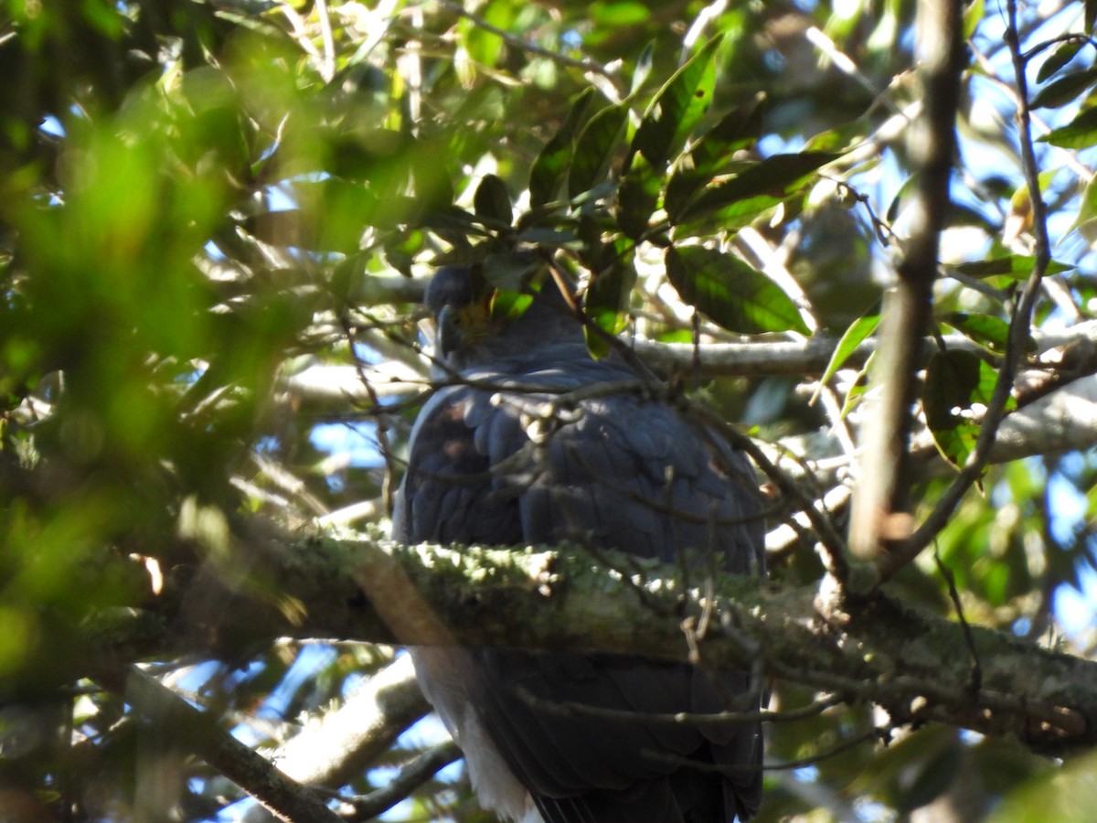 Bicolored Hawk - ML640202976