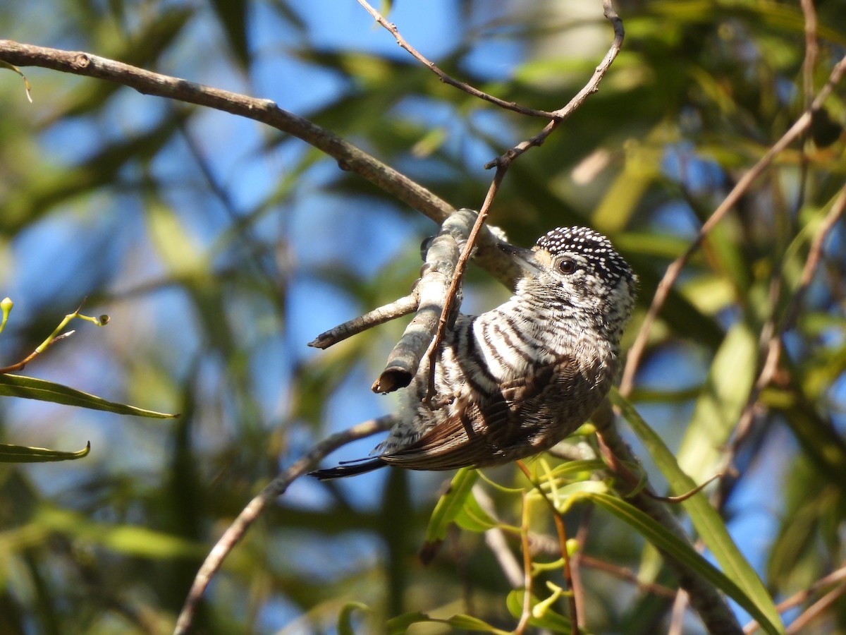 White-barred Piculet - ML640203036