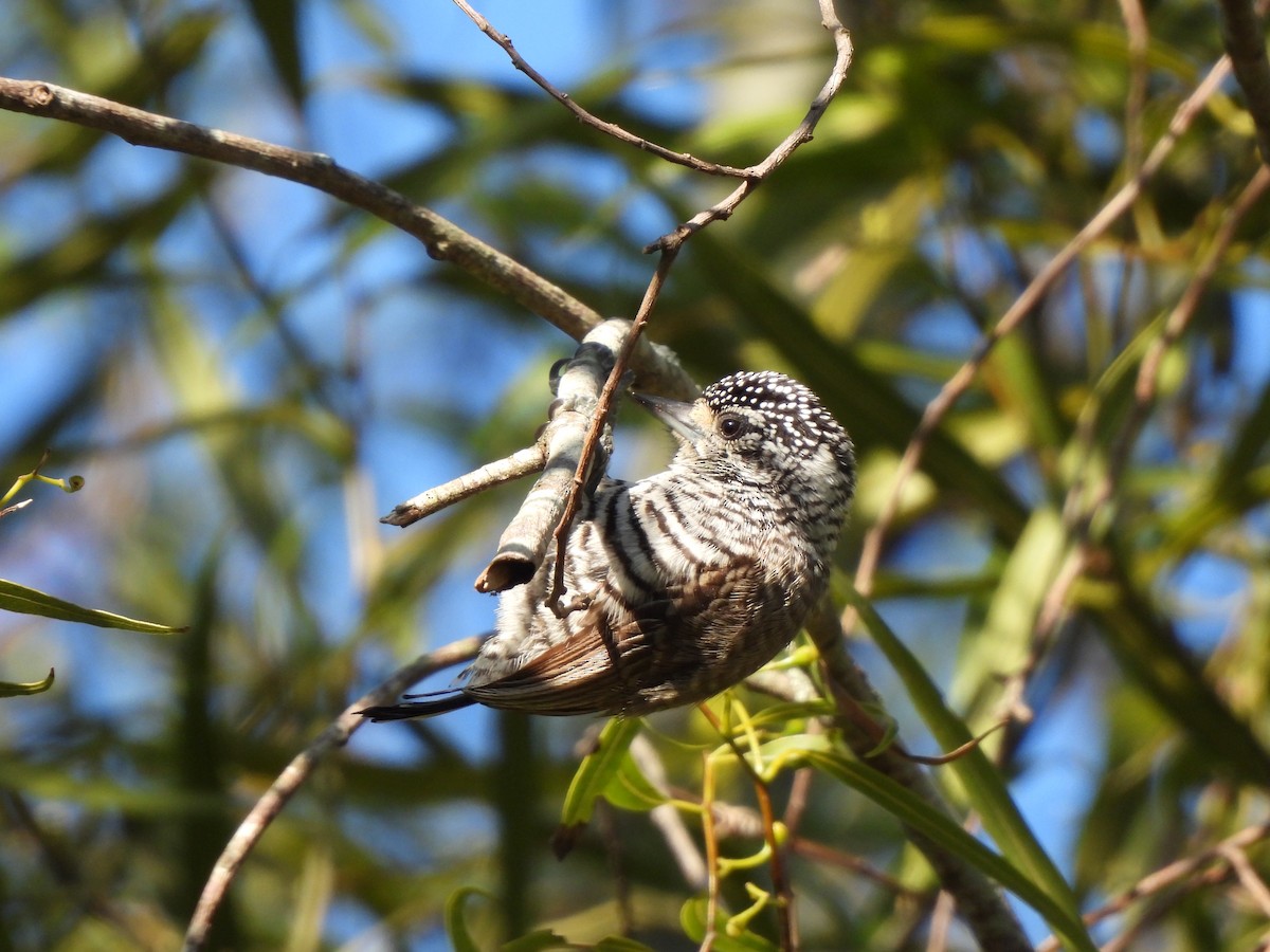White-barred Piculet - ML640203037