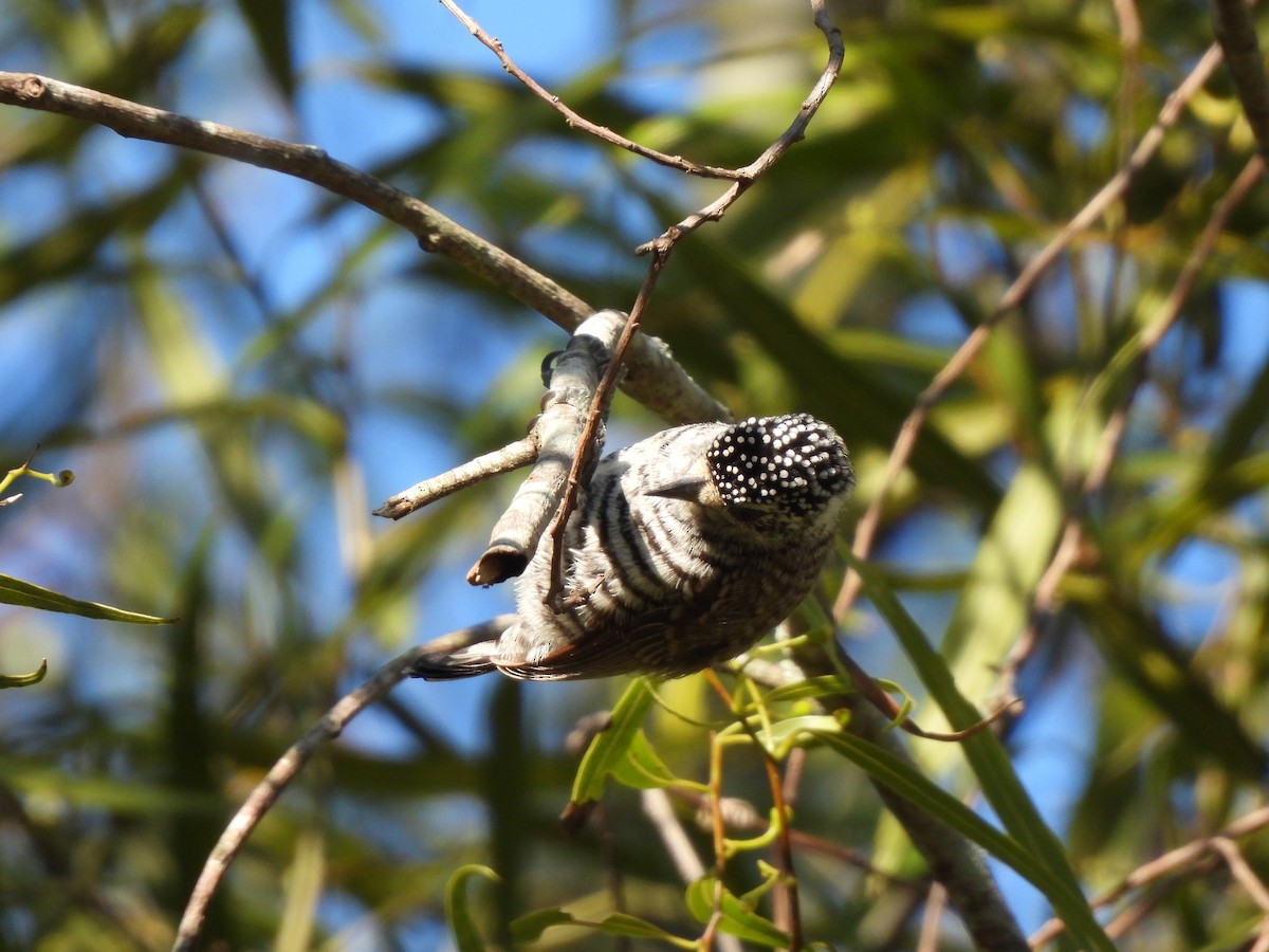 White-barred Piculet - ML640203038