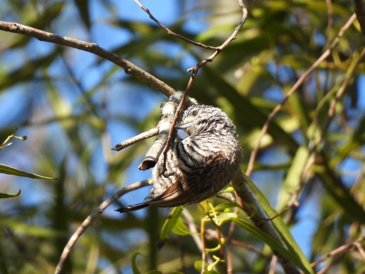 White-barred Piculet - ML640203039