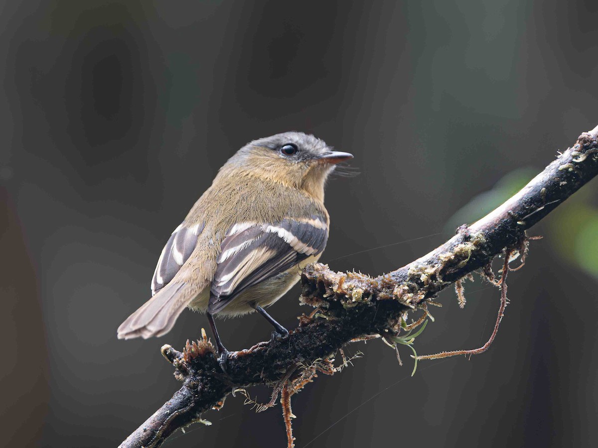 Handsome Flycatcher - ML640203054