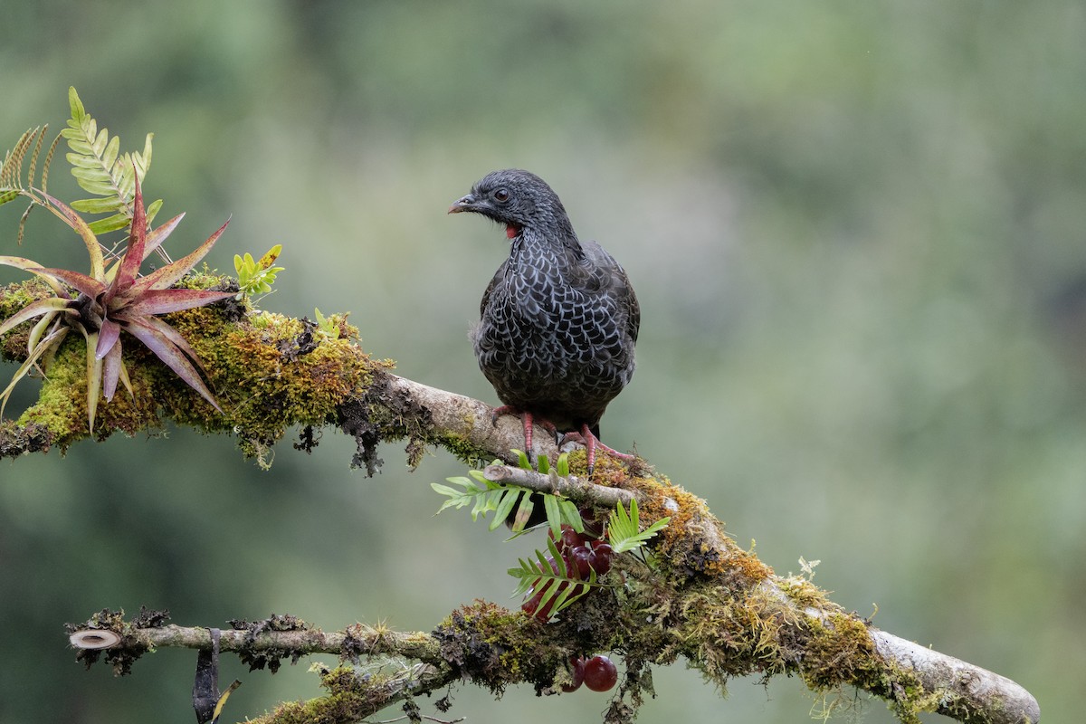 Andean Guan - ML640203081