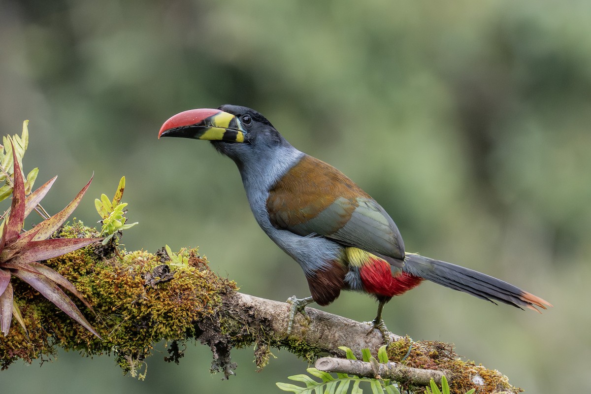 Gray-breasted Mountain-Toucan - ML640203086