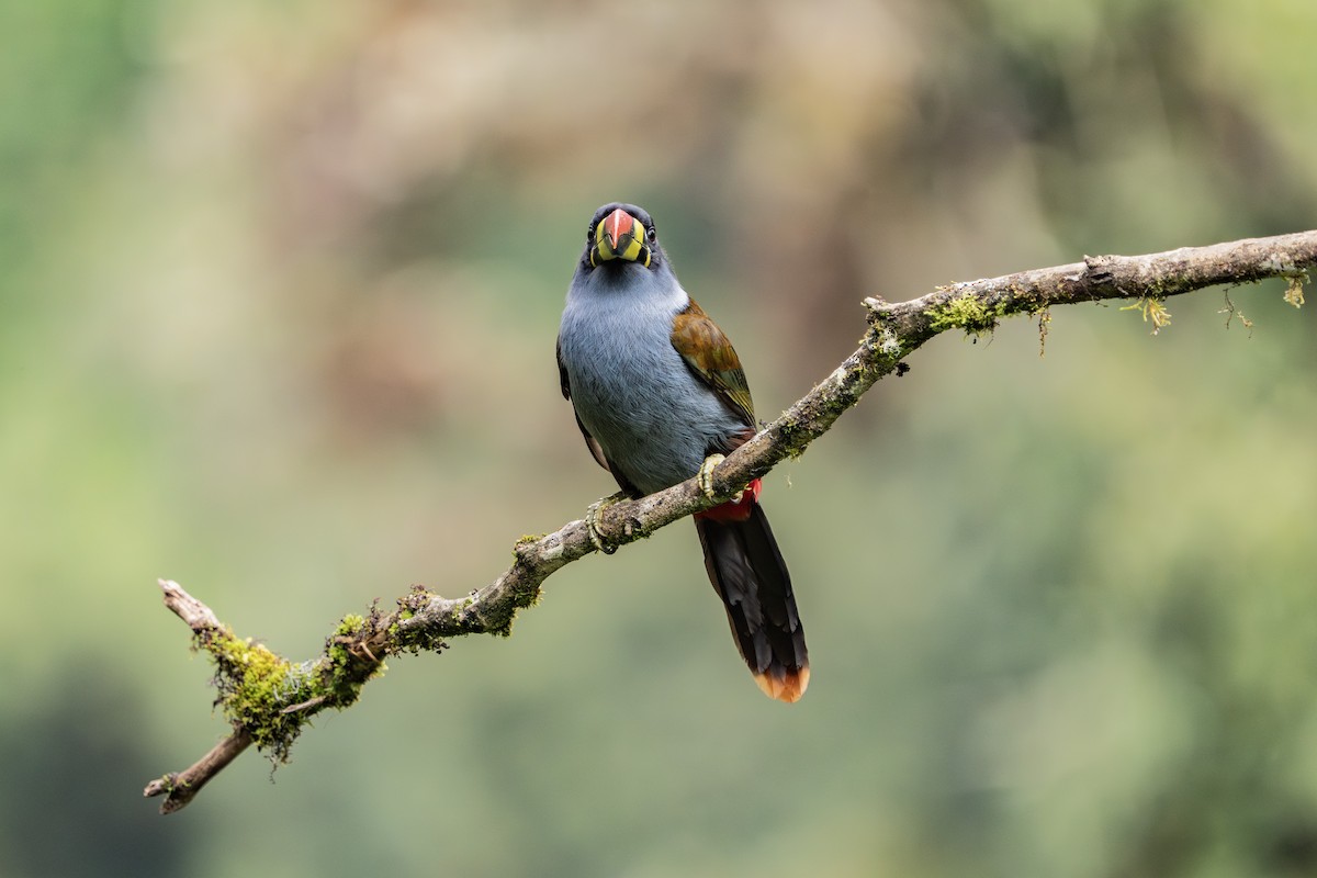 Gray-breasted Mountain-Toucan - ML640203087