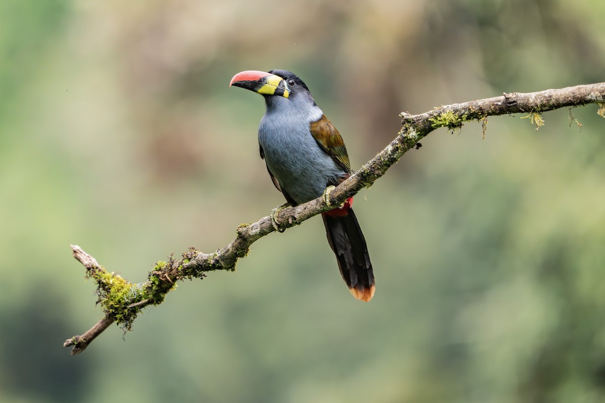 Gray-breasted Mountain-Toucan - ML640203088