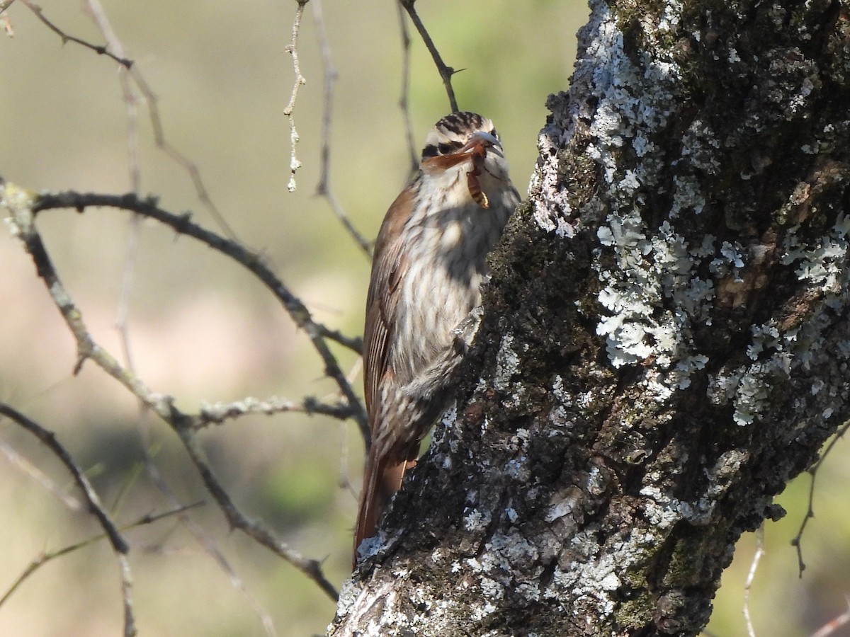 Narrow-billed Woodcreeper - ML640203091