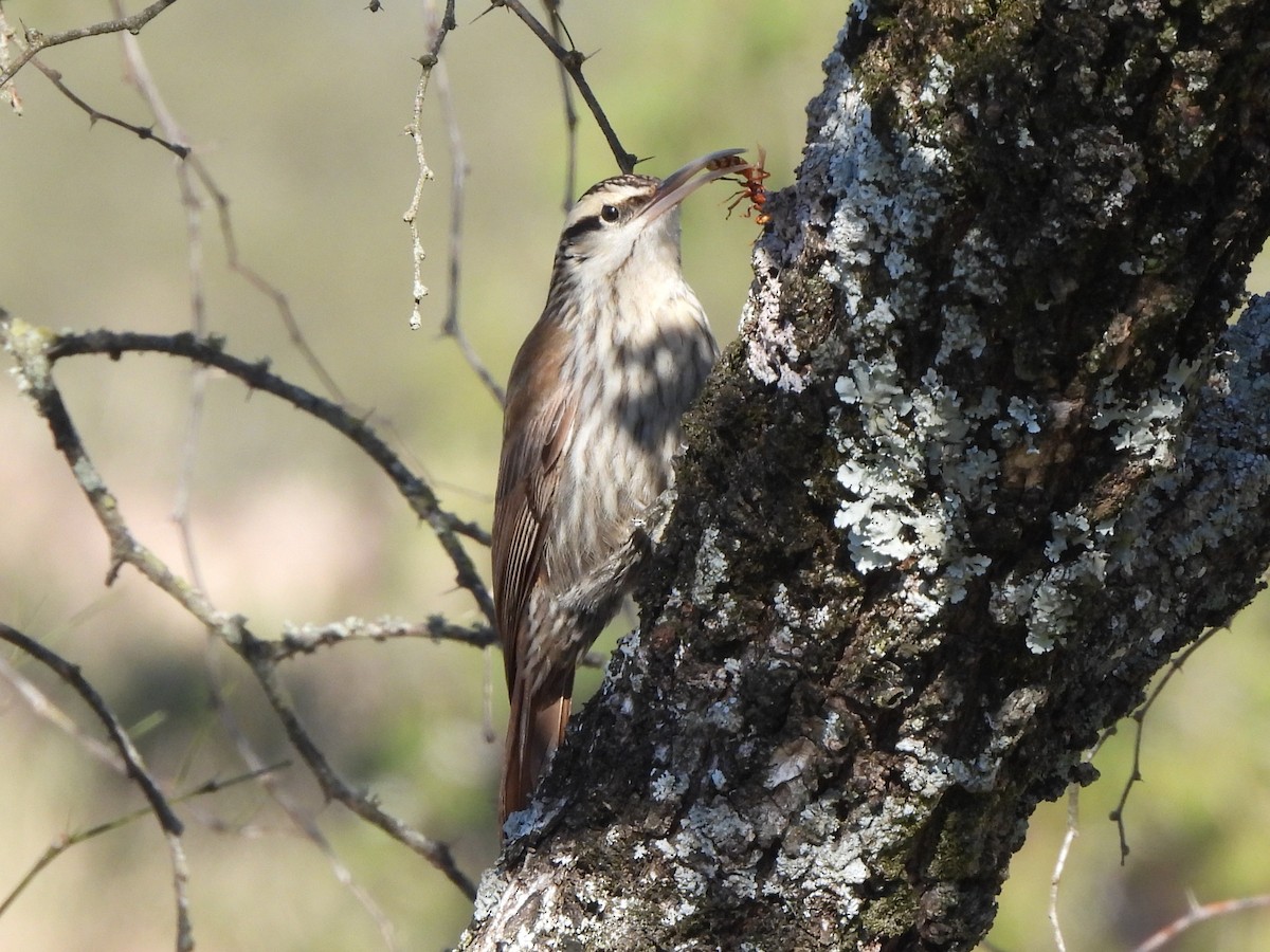 Narrow-billed Woodcreeper - ML640203092