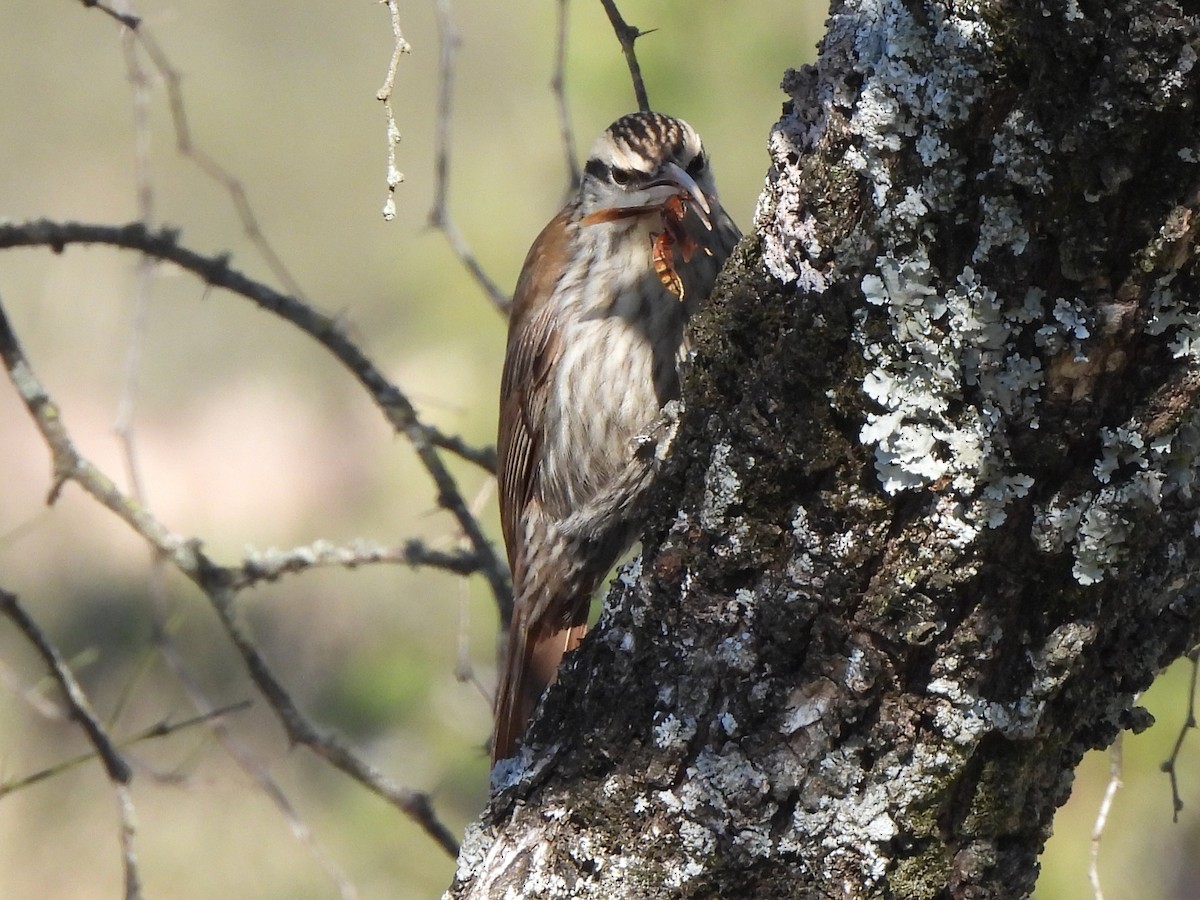 Narrow-billed Woodcreeper - ML640203093