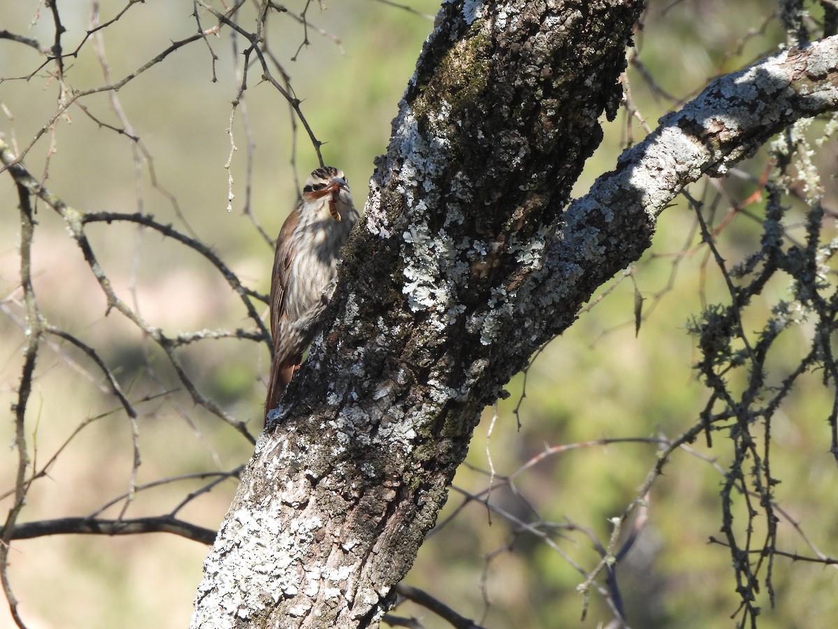 Narrow-billed Woodcreeper - ML640203094