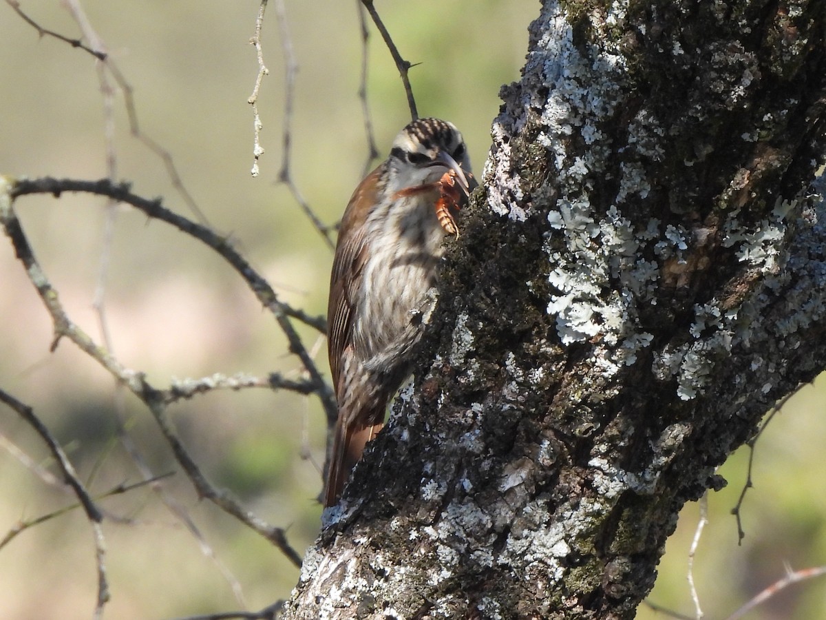 Narrow-billed Woodcreeper - ML640203095