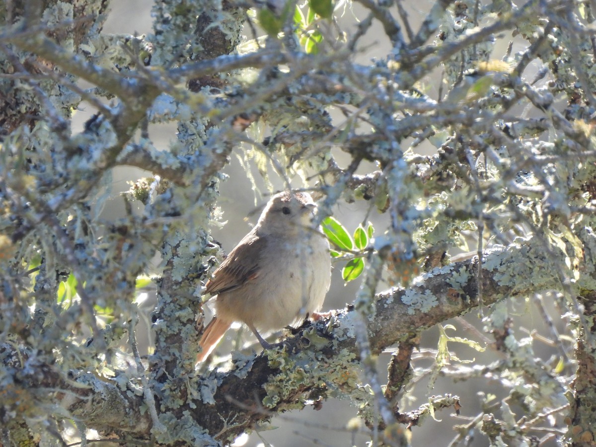 Little Thornbird - ML640203107