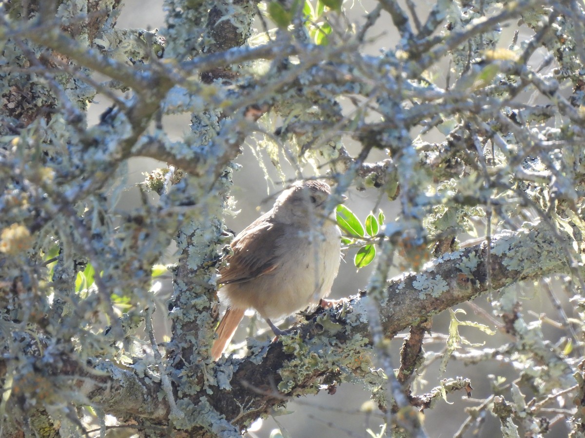 Little Thornbird - ML640203108