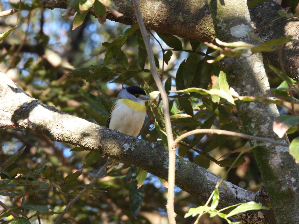 Green-backed Becard - ML640203129