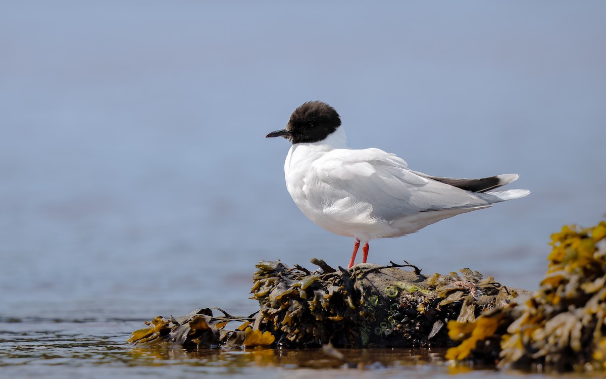 Little Gull - ML640203133