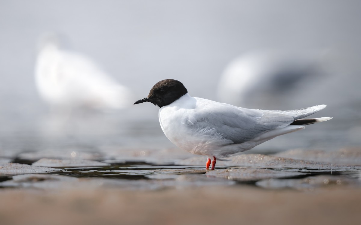 Little Gull - ML640203134