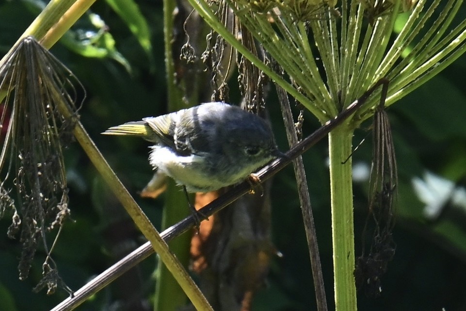 Ruby-crowned Kinglet - ML640203193