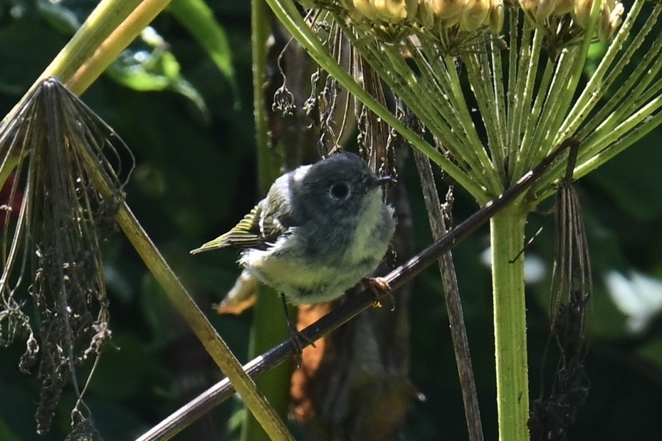 Ruby-crowned Kinglet - ML640203194