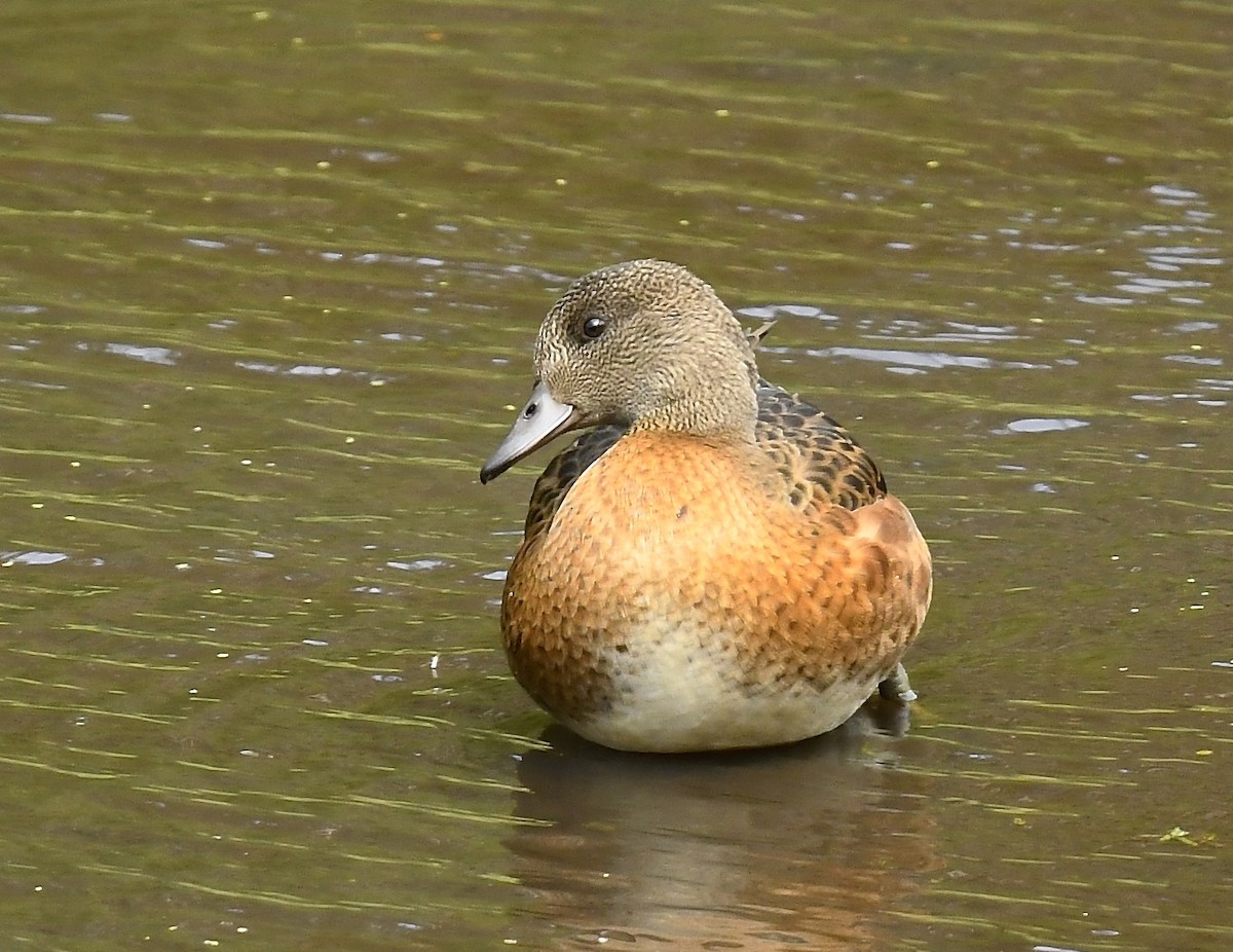 American Wigeon - ML640203198