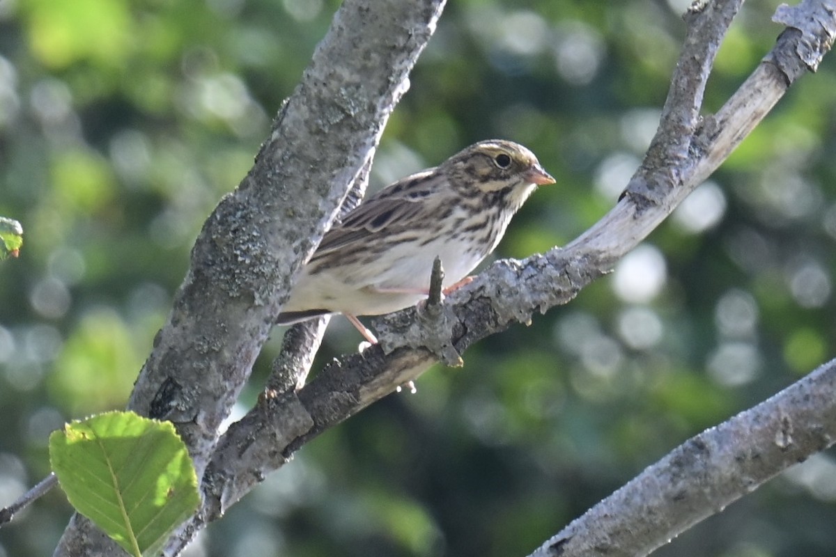 Savannah Sparrow - ML640203200