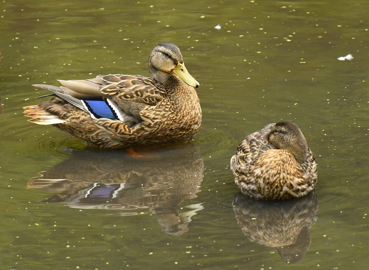 Mallard - ML640203204