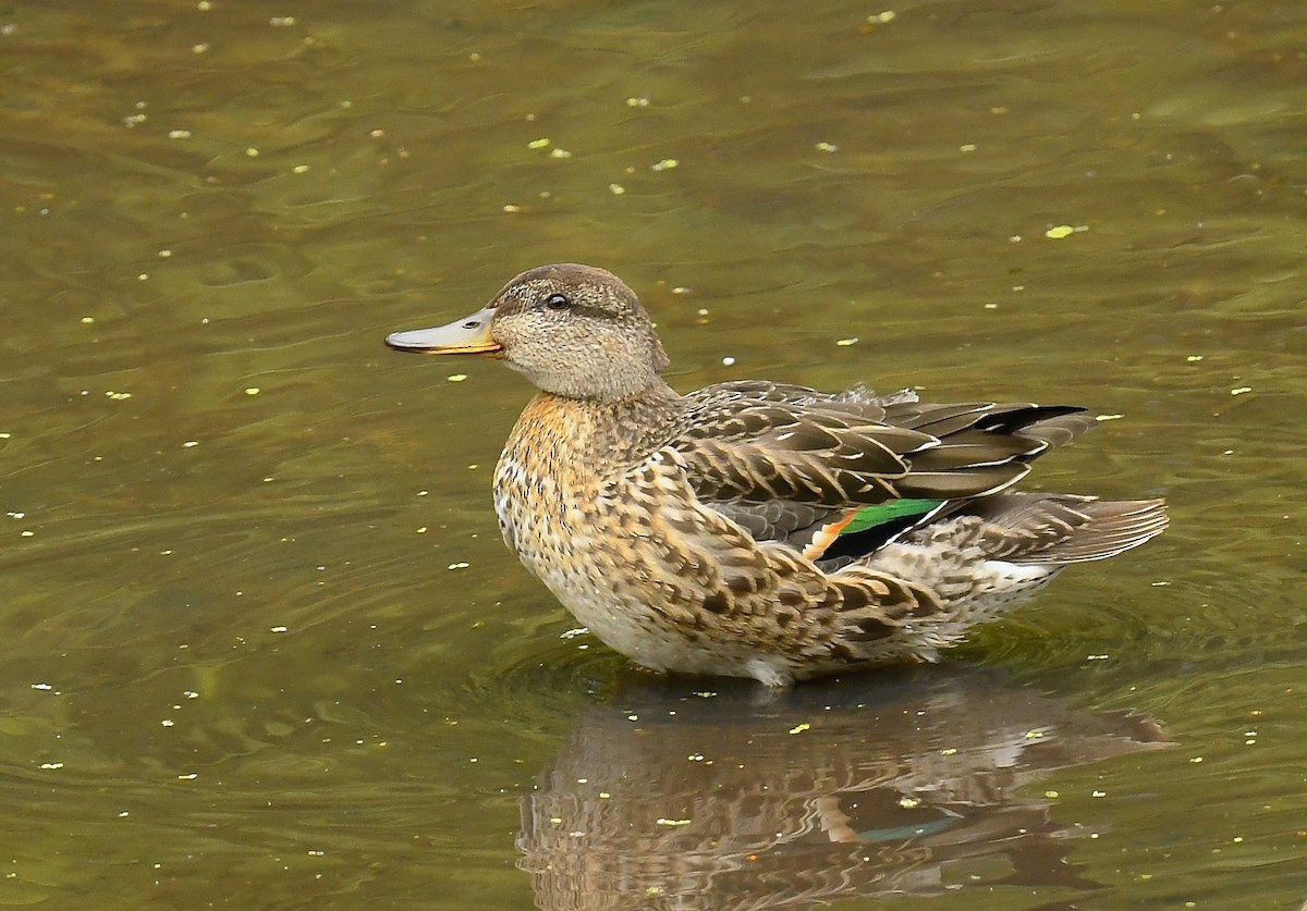 Green-winged Teal - ML640203220