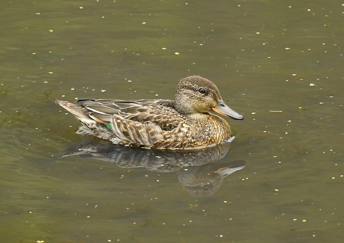 Green-winged Teal - ML640203221