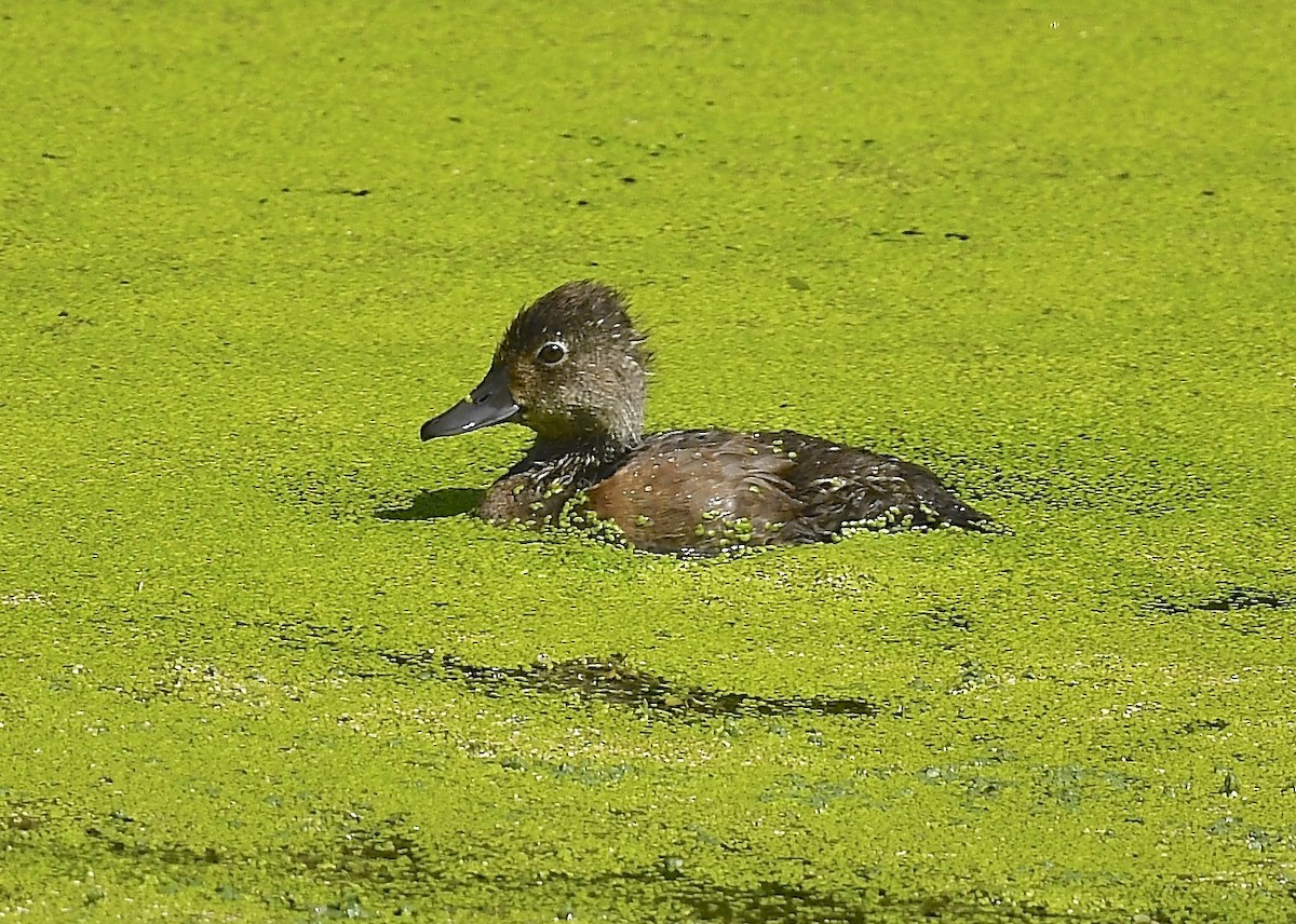 Ring-necked Duck - ML640203228