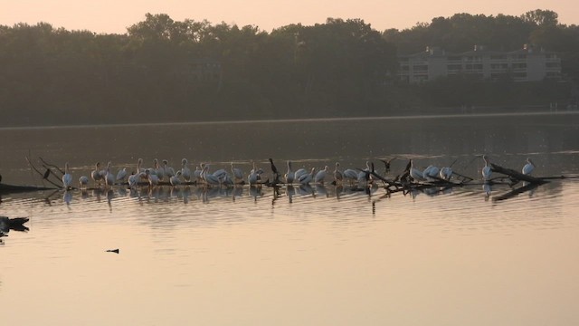 American White Pelican - ML640203239