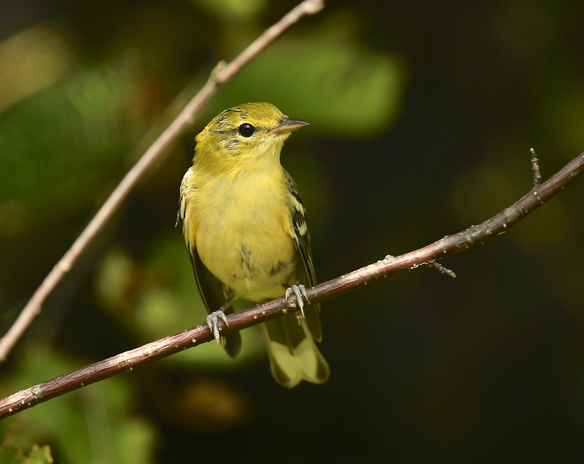 Bay-breasted Warbler - ML640203247