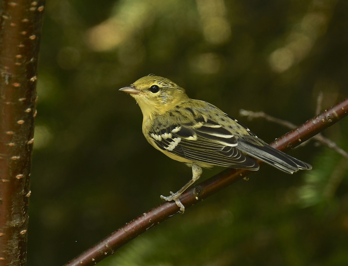 Bay-breasted Warbler - ML640203248