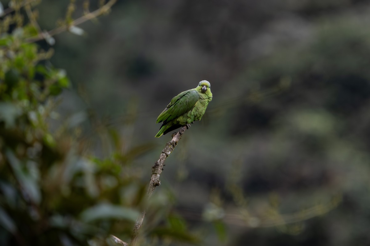 Scaly-naped Amazon - ML640203257
